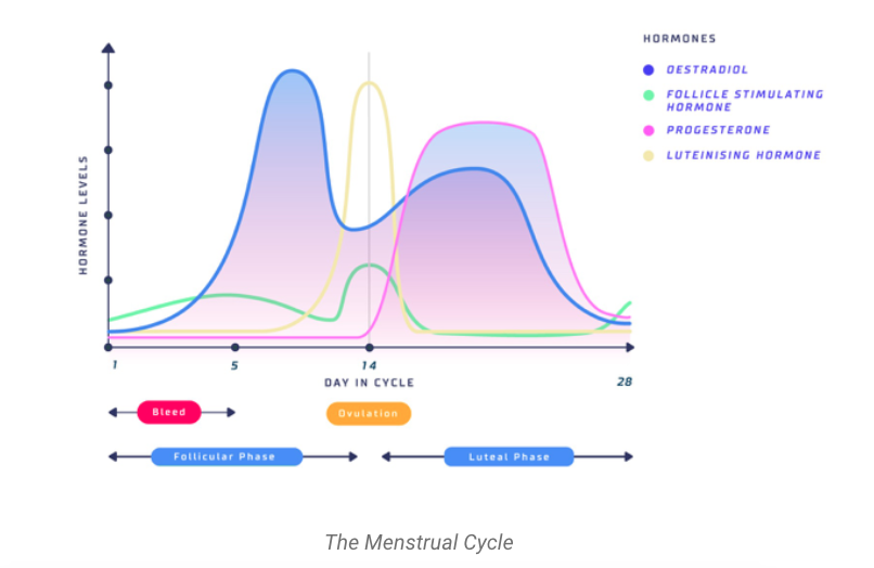 Training, Performance, and the Menstrual Cycle: A Primer